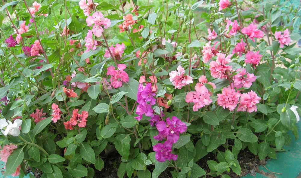 Циния (63 фото): описание цветов и оформление клумбы в саду. однолетние и многолетние сорта. посадка и уход, болезни и вредители