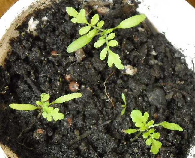 Схизантус − выращивание из семян в домашних условиях, как и когда сеять (фото)