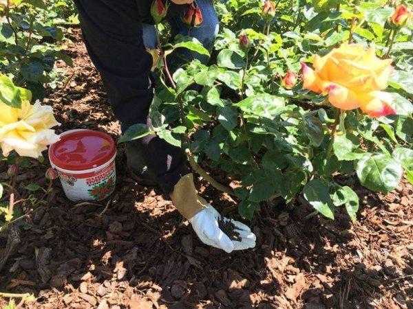 Подкормка роз весной: лучшие удобрения и правила