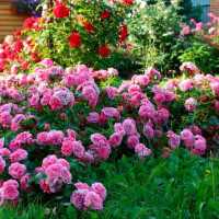 Сорта розовых пионов, их особенности и правила ухода