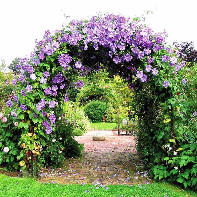 Как заставить клематис пышно цвести - декоративные цветы и кустарники - смолдача - портал дачников, садоводов и любителей загородной жизни