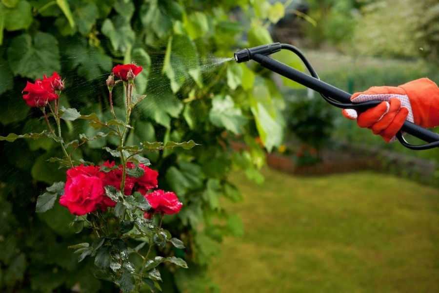 Чем удобрять розы при посадке, летом и весной: органические и минеральные удобрения