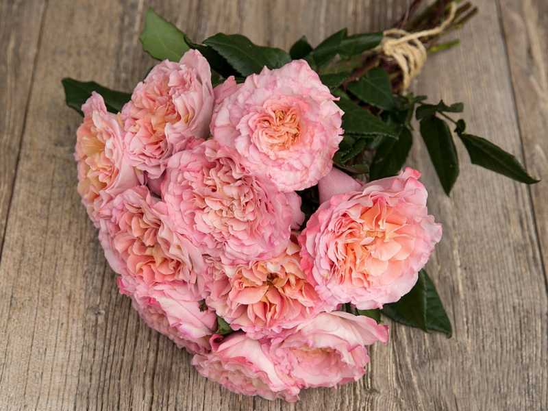 Роза августа луиза – роскошная аристократка