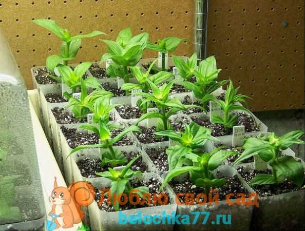 Выращивание циннии из семян: как и когда сажать на рассаду