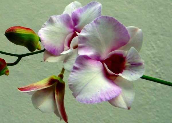 Можно ли пересаживать, если орхидея цветет: стоит ли переместить в другой горшок, после покупки в магазине или когда она выпустила стрелу, как правильно это делать? selo.guru — интернет портал о сельском хозяйстве