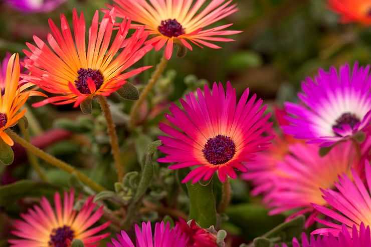 Лучшие однолетние цветы - 120 фото выращенные без рассады в цветнике