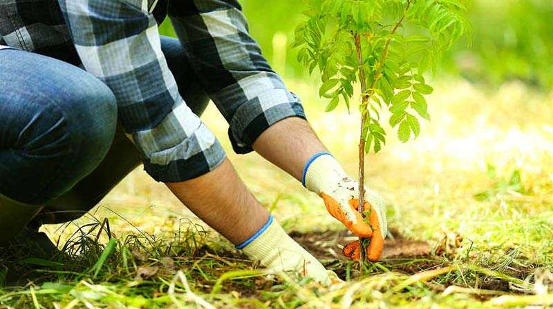 Как правильно посадить саженцы плодовых деревьев