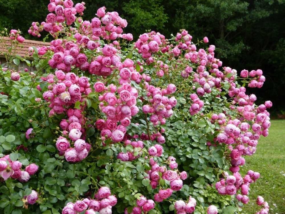 Описание роз группы грандифлора: какие сорта к ней относятся, характеристика