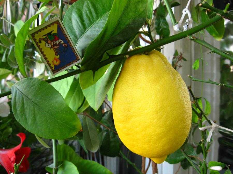Лимон пандероза - уход в домашних условиях