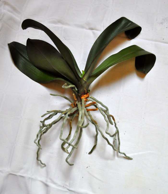 Важный вопрос: можно ли пересаживать орхидею, когда она цветет? пошаговая инструкция и уход