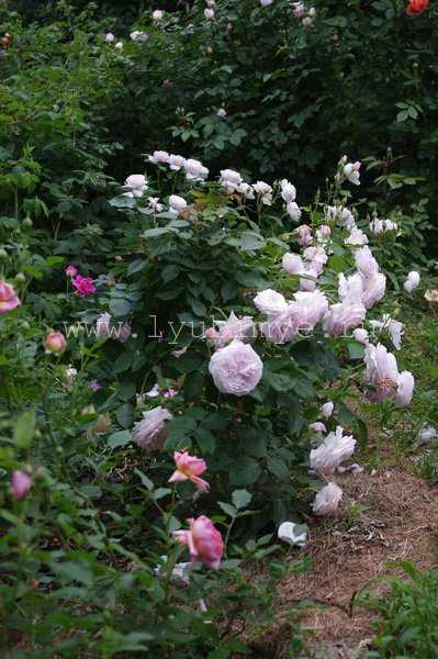 Роза английская парковая оливия роуз остин