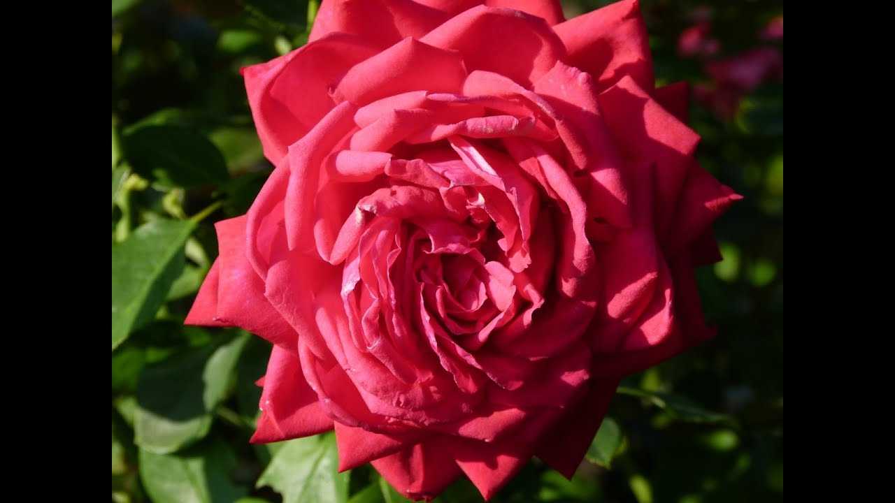 Описание и выращивание роз группы грандифлора: 25 сортов с фото