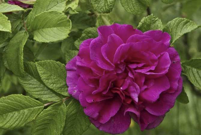 Роза ругоза морщинистая, красивый декоративный кустарник