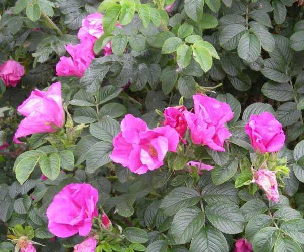 Сорта морщинистой розы (шиповник) : названия и описание