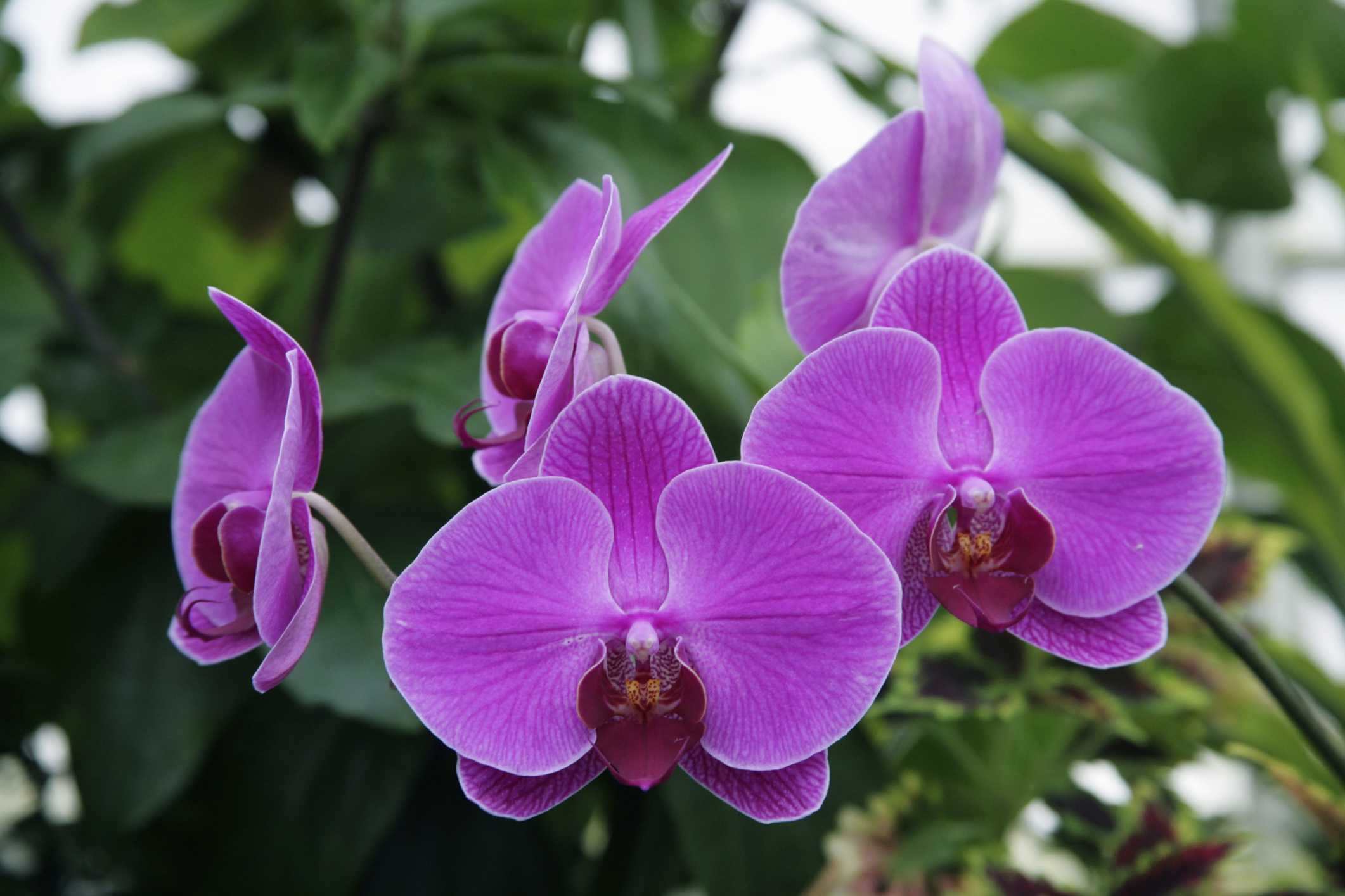 Орхидеи: как ухаживать, пересадка, размножение, подкормки