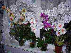 Орхидея ванда: виды цветов, выращивание и размножение