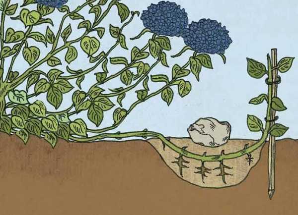 Размножение гортензии черенками: как проводить черенкование летом и весной? как правильно укоренить? как вырастить в домашних условиях?