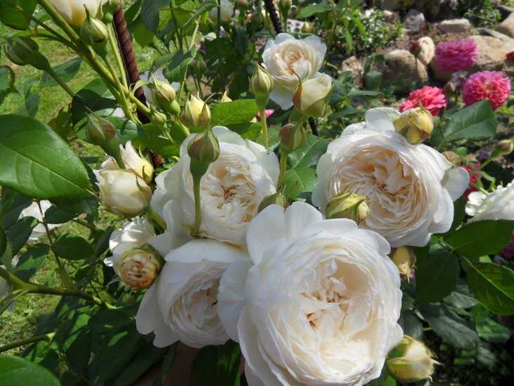 Розы дэвида остина (55 фото): названия и описания остинских роз, лучшие новые сорта для сибири и других регионов