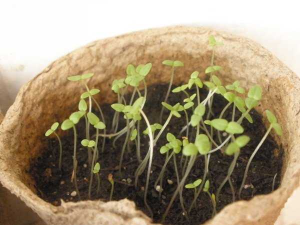 Колокольчик карпатский – выращивание из семян и фото цветов