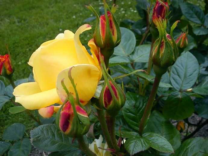 Нежная роза талея: описание и фото сорта, цветение и использование в ландшафтном дизайне, уход и другие нюансы