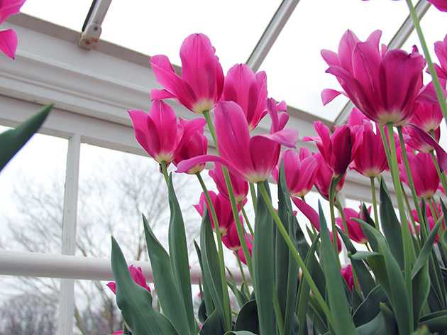 Как вырастить тюльпаны к 8 марта