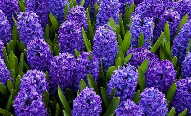Садовые фиолетовые цветы и домашние: фото и названия растений для декорирования помещений и приусадебных участков