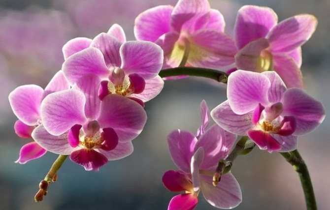 Советы профессионалов: как добиться обильного цветения орхидеи