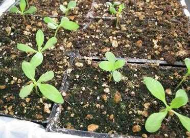 Колеус: выращивание из семян на рассаду в домашних условиях
