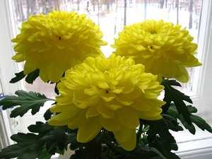 Желтые хризантемы: фото и описание сортов