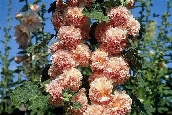 Что такое полиантовые розы и как за ними ухаживать