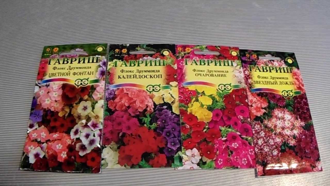 Роскошный флокс друммонда: выращивание из семян, посадка и уход, фото