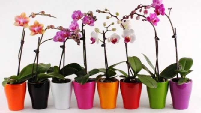 Необходимая информация о том, когда пересаживать орхидею в домашних условиях