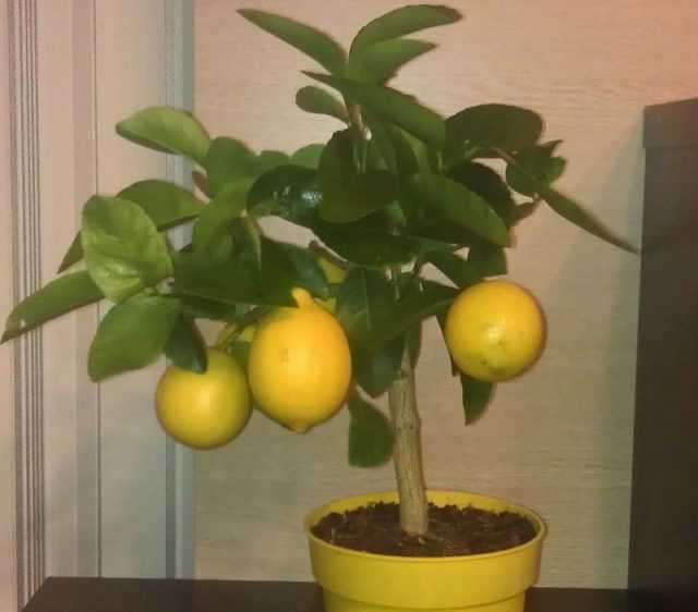 Павловский лимон: уход в домашних условиях, описание сорта и фото, а также размножение, вредители и болезни растениядача эксперт