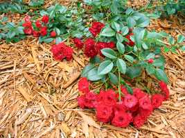 5 простых шагов как подготовить розы к зиме