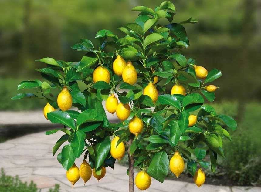 Лимон юбилейный: описание сорта, уход в домашних условиях, фото