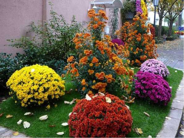 Хризантема (111 фото): как выглядят листья садовых цветов? как вырастить уличную хризантему? описание болезней, композиции с розами в ландшафтном дизайне на даче