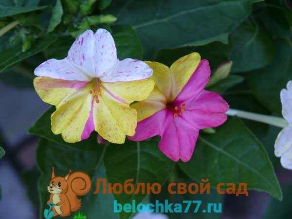Ночная красавица: описание цветка, посадка и особенности ухода за растением