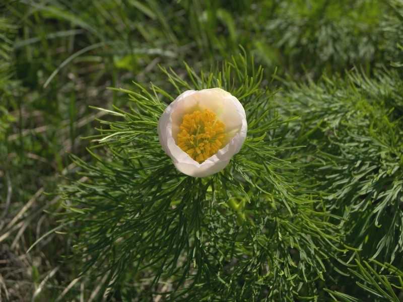Доклад о пионе тонколистном (paeonia tenuifolia)