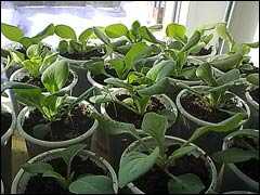 Когда садить петунию на рассаду в сибири? как правильно ее сеять? особенности выращивания