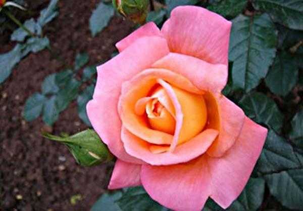 Чайно-гибридные розы: что это? посадка, уход и выращивание чайно-гибридных роз, обрезка и укрытие на зиму