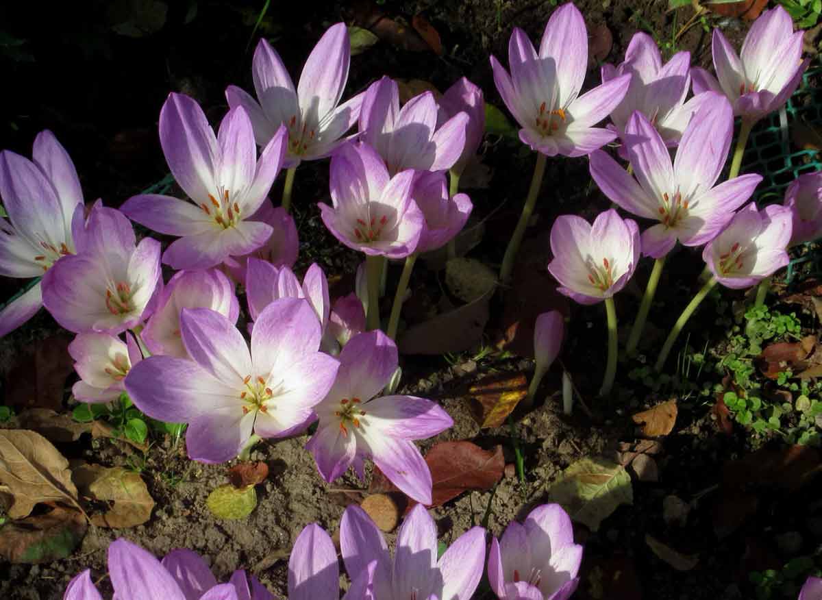 Какие цветы сажать весной: в марте, апреле и мае? 18 лучших видов