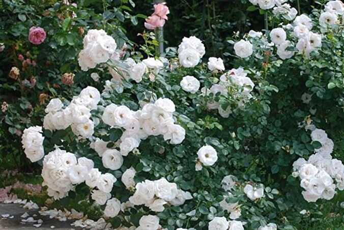 Роза аспирин: описание сорта, выращивание, уход и размножение, отзывы с фото