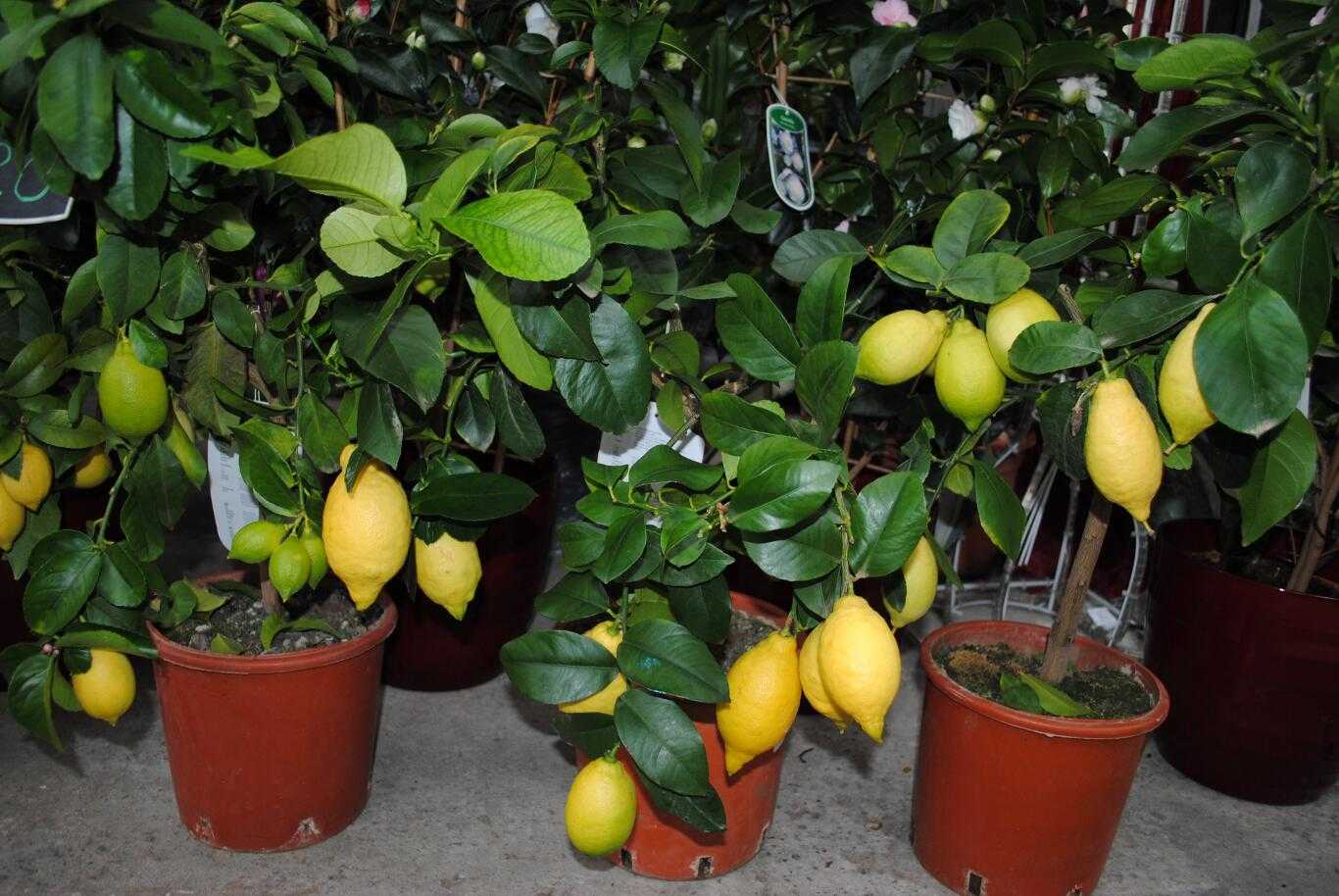 Как вырастить лимон из косточки в домашних условиях: рекомендации по выбору и посадке семян, уходу за лимонным деревом, борьбе с болезнями и вредителями
