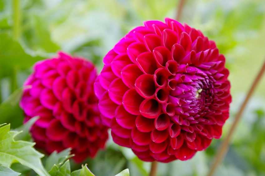 Георгин — роскошный цветок для современного сада и варианты для украшения дома (125 фото)