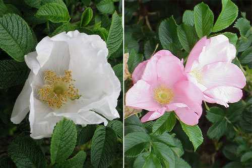Роза морщинистая или роза ругоза: посадка, уход и выращивание в открытом грунте