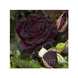 Роза плетистая черная королева отзывы - клуб органического земледелия
