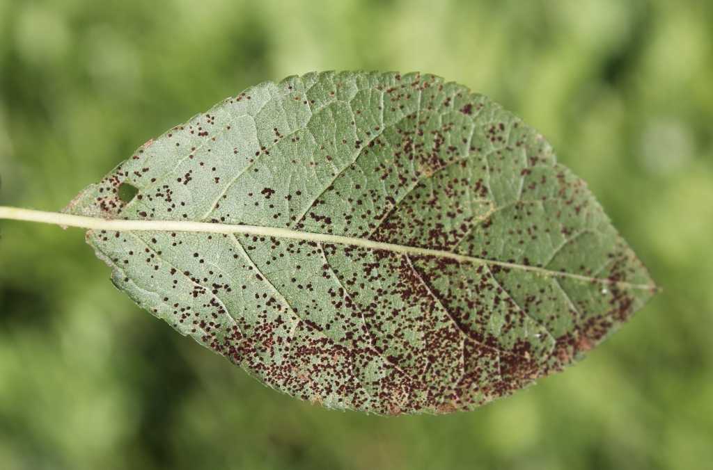 Ржавчина на листьях груши: как и чем лечить, меры борьбы с болезнью, препараты для обработки