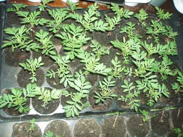 Бархатцы - сорта, посадка и уход в домашних условиях, выращивание из семян