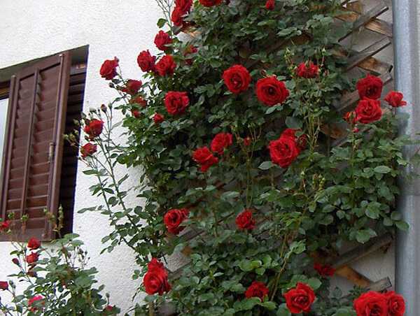 Секреты выращивания розы дон жуан в саду