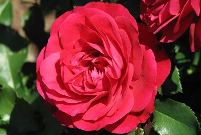 Роза мона лиза: фото и описание растния, особенности ухода и выращивания цветка, болезни и вредителидача эксперт